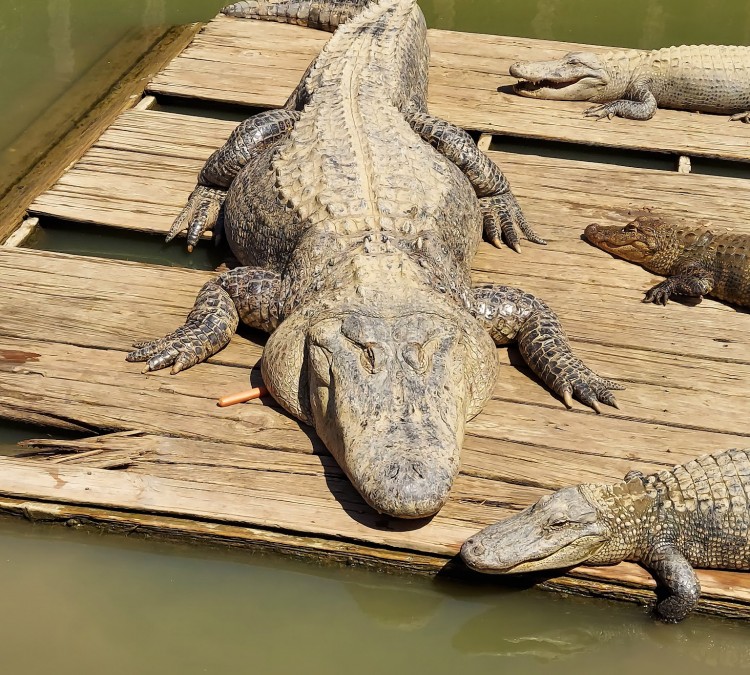 Gator Country LA Alligator Park (Natchitoches,&nbspLA)